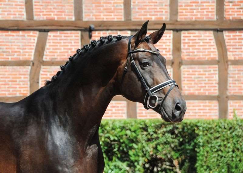 Fürst Romancier Stallion